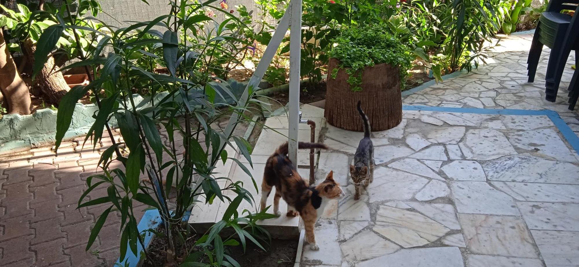 Samos Apart Pension Guzelcamlı Esterno foto